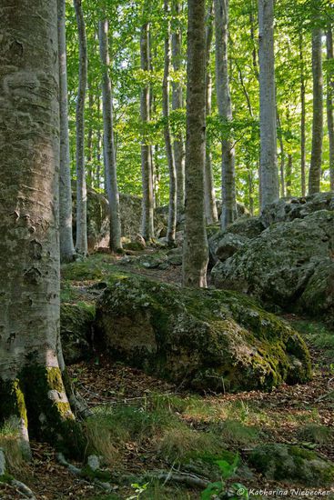 Hier sind wir auf einem "Berg" in der Umgebung von Grosseto im Wald..... Schoen gruen ist es hier.... Allerdings gefallen mir die Regenwaelder in Australien doch ein wenig besser....