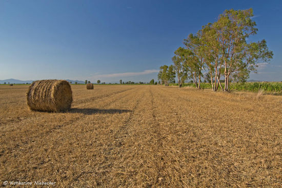 Ein Blick ueber ein abgeerntetes Kornfeld.......