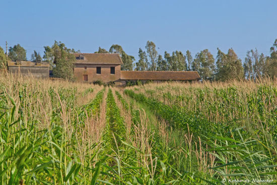 Der Mais steht jetzt in voller Pracht........