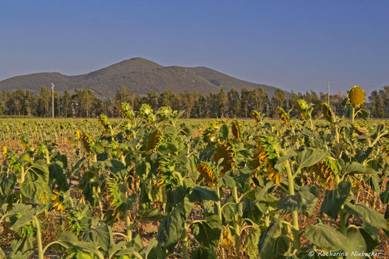 Fuer die Sonnenblumen-Felder bin ich ein wenig zu spaet...... Sie sin zum groessten Teil schon ueber die Bluete hinaus....... Grosseto ist umgeben von Huegeln wie auf diesem Bild.....