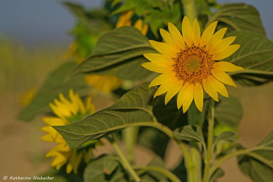 Auch wenn die meisten Sonnenblumen schon verblueht waren, habe ich doch noch ein paar Exemplare zum Fotografieren gefunden, musste ich doch dabei ganz speziell an meine Mum denken......