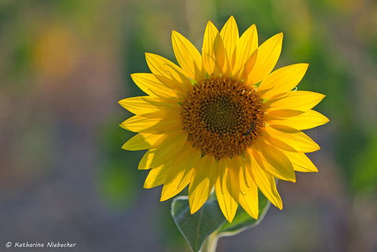 Hier einmal mit Gegenlicht.....