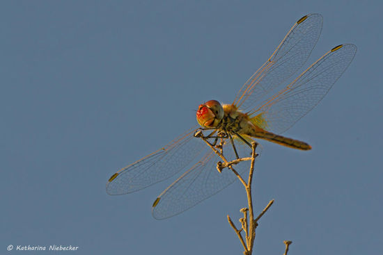 Von diesen Libellen wimmelte es hier auf den Feldern nur so.... Tausende dieser bunten Flieger schwirrten mir hier um die Ohren und standen gerne als Model bereit.....