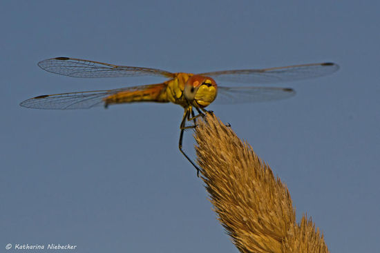 Der Wind, welcher hier anscheinend gerne zum Nachmittag aufkommt, hat es mir nicht so ganz einfach gemacht, diese kleinen Tiere richtig in die Linse zu bekommen.....