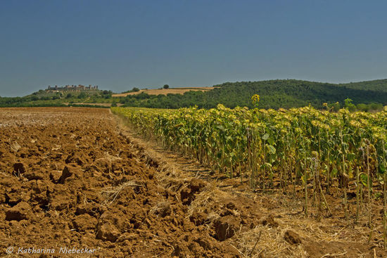 Der Blick über abgeernte Felder, Sonnenblumen-Felder und sanfte, grüne Hügel auf die Befestigungsanlage Monteriggioni.......