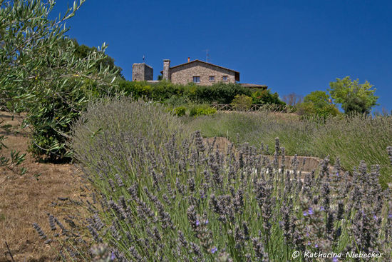 Der Aufstieg vom Parkplatz zur Burg ist wunderschön mit Lavendel und Olivenbäumen gesäumt......