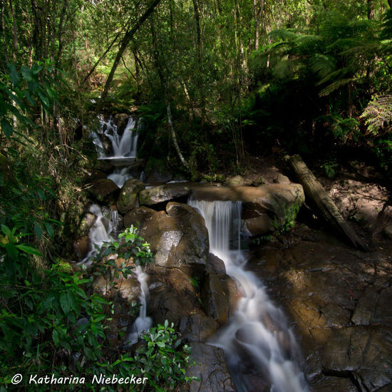 Unsere Route führte uns zuerst zu den Olinda Falls, weiter zum Rhododendron Garden und danach durch Belgrave zur "The Trestle Bridge" ueber die Puffing Billy fährt. Anschließend hielten wir kurz am Grants Picnic Ground bevor wir den Nachmittag im Alfred Nicholas Memorial Garden ausklingen ließen.......... Ein langer, aber wudnerschöner Tag.......