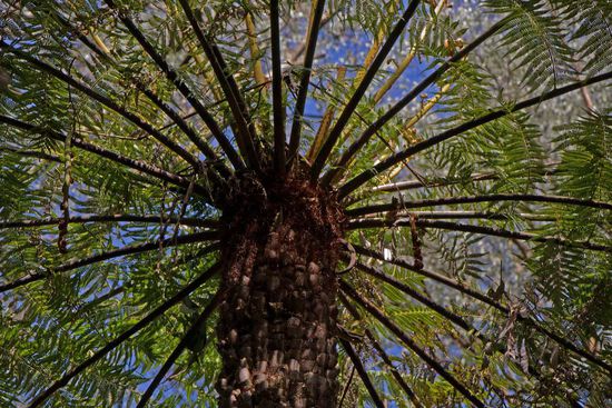 Der Blick nach oben in die Krone eines der vielen Fern Trees (Farnbäume)