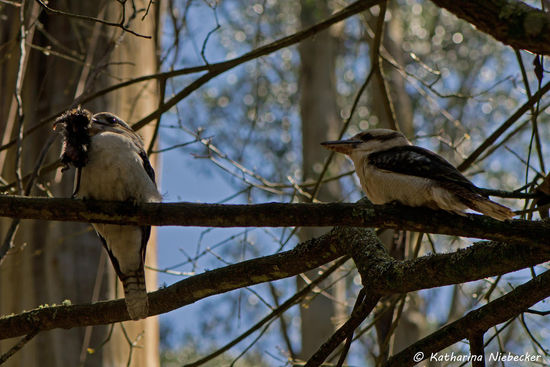 Wie fast immer in den Dandenongs habe auch diesmal hier wieder Kookaburras gesehen... Diese beiden hier hatten sich eine Art kleines Beuteltier oder so gefangen......