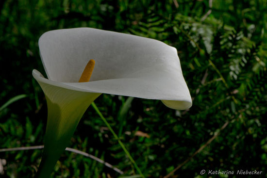 Wunderschön sind die riesigen Callas, die hier wild wachsen.....