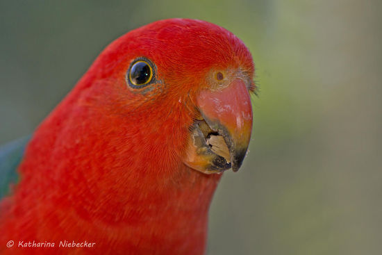 Die Farben sind einfach nur unbeschreiblich intensiv.....