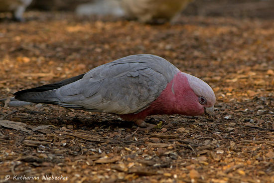 Neben den King Parrots gibt es natürlich auch Galahs, Rosellas und die weniger sanften Kakadus......  (Cat kann ein Lied davon singen....)
