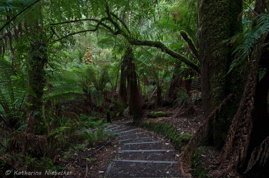 Erste Bilder mit der neuen Kamera... Ein wenig muss ich mich noch mit ihr anfreunden....
Der Weg durch den gemäßigten Regenwald zum Wasserfall.... Es geht erst viel abwärts, was man später auch wieder bergauf gehen muss..... Die Bewegung tut aber gut.... Dominiert wird der Regenwald hier von Farnbäumen und Gumtrees.....