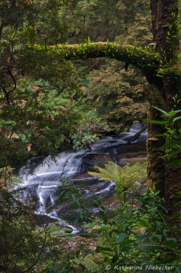 Der untere Bereich der "Triplet Falls" von der ersten Aussichtsplattform....