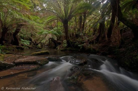 Ein Blick auf den Creek, welcher den Wasserfall speist..... Für die Größe des Wasserfalls sieht der ganz schön klein aus....