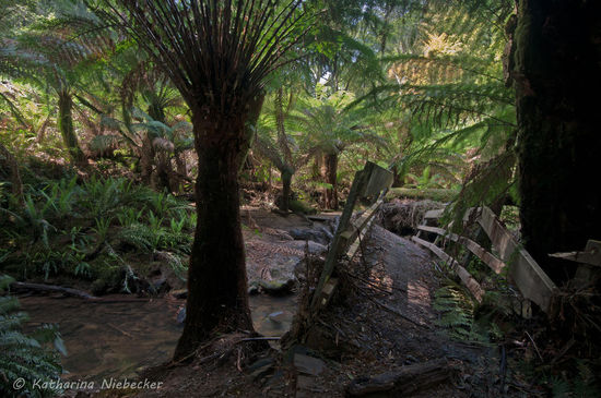 Diese Brücke über einen kleinen Creek hat einem Sturm wohl nicht ganz standhalten können.... Aber mit ein wenig Geschick kommt man dort trotzdem problemlos rüber... Also ging es schön weiter.....