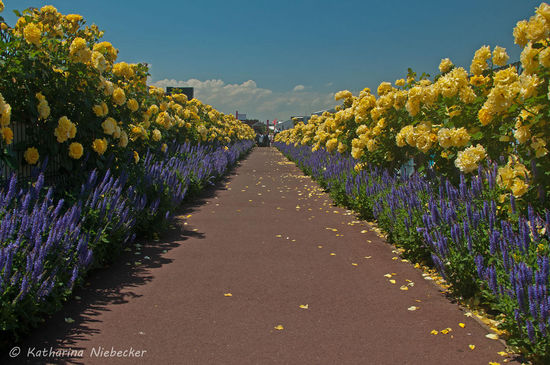 Der Weg von den "Stalls" zum "Mounting Yard" für die Trainer..... Neben Rosen gibt es auch unzählige andere Blumen... Hier eine Kräuterart, welche in ihrem Lila einen schöner Kontrast zum Gelb der Rosen bildet.