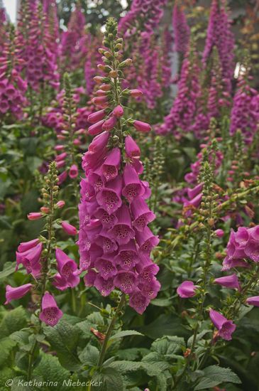 Speziell für Pferde hoch giftig, hier als Dekoration verwendet: der Fingerhut, im englischen mit dem tollen Namen "Foxglove" (Fuchs-Handschuh)