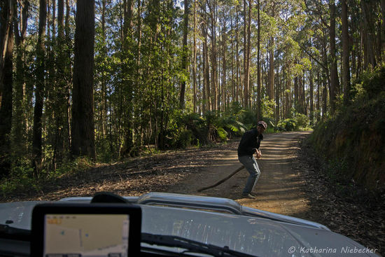 Caution - Wildlife crossing... 
hier ein indisches Wallaby....  Immer schön vorsichtig durch die wilde Natur fahren.....