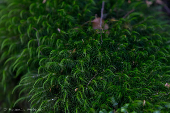 Der tiefgrüne Bewuchs vieler Bäume hier.... (Makroaufnahme) Erinnert ein wenig an Moos aus der Entfernung gesehen...