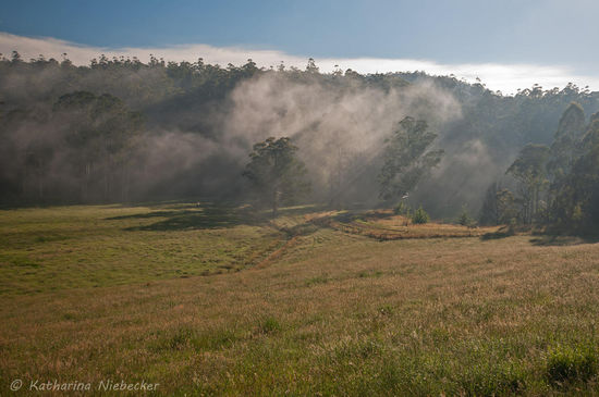 Die Gegend um Noojee erinnert ein wenig an Almwiesen.... Hier noch im Morgendunst der aufgehenden Sonne....