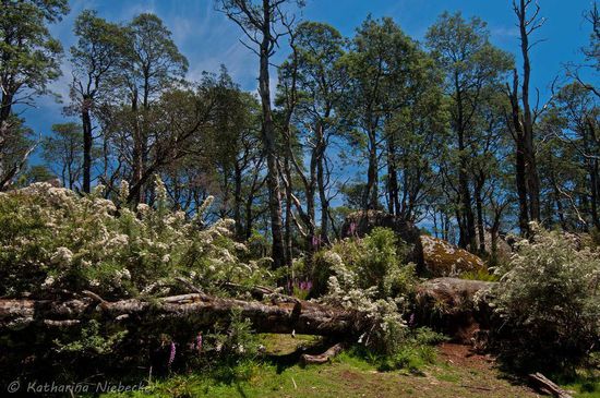 Ein Blick in die Umgebung der Mushroom Rocks.... Die Bäume müssen schon einmal einem Buschfeuer zum Opfer gefallen sein, doch scheint sich die Natur wieder gut erholt zu haben....