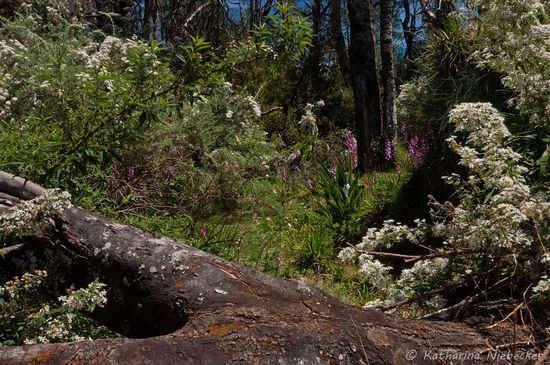 Überall blüht es hier und riecht einfach nur gut.... (schade das man Gerüche nicht aufnehmen und via Internet teilen kann...)