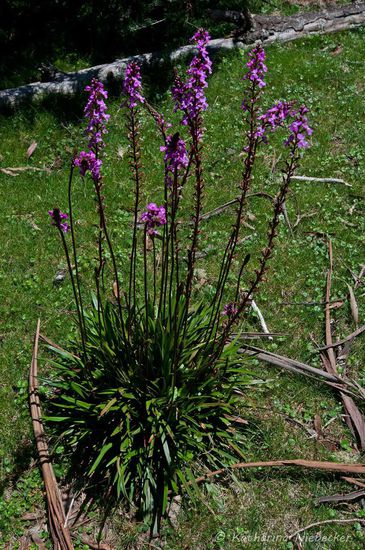 Ein Beispiel für die noch in Blüte stehenden Wildblumen hier....