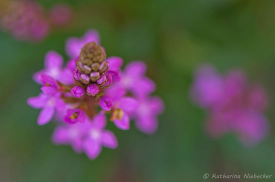 Makro-Aufnahme eine Blüte.....