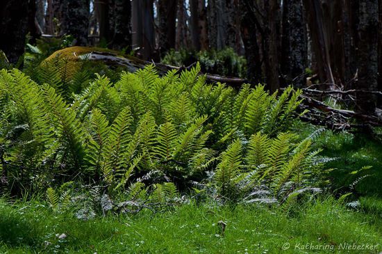 Der junge Farn erstrahlte im leuchtenden Grün.....