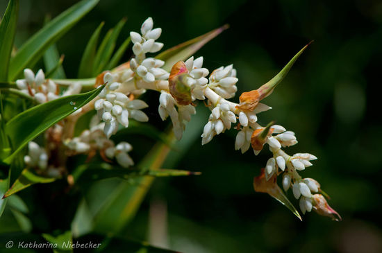 Immer wieder gibt es tolle Wildblumen zu entdecken. Es soll hier auch bis zu 10 verschiedene Arten von Orchideen geben, doch leider habe ich keine gefunden....