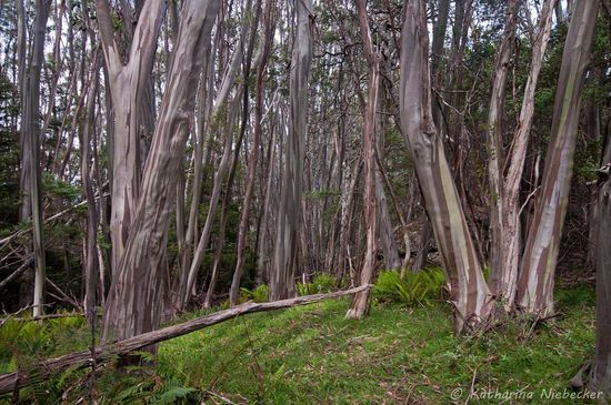 Ab einer gewissen Höhe machtendie Mountain Ash Bäume Platz für die Snow Gum Trees (Schnee-Eukalyptus - ab 1300 Metern), welche immerhin Temperaturen bis -20 Grad aushalten und somit zu den robustesten Eukalyptusarten zählen. Besonders auffällig für ich ist die Rinde, die wie Tarnfarben der Armee aussehen (wenn die Borke abgefallen ist).