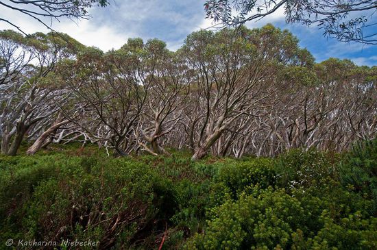 Je höher wir kommen um so karger und robuster muss die Vegetation sich anpassen. Das Gras geht über in dichtwachsende Büsche und die Snow Gum Trees werden immer kleiner....