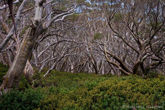 Und noch ein abschließender Blick in die Undurchdringlichkeit der Buschlandschaft zwischen den Snow Gum Trees