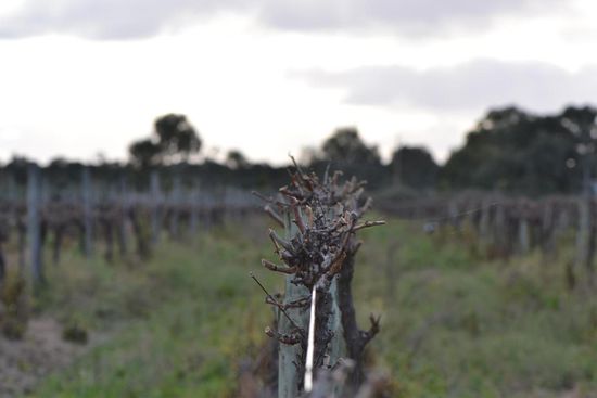 Die geschnittenen Weinreben....