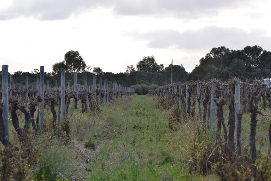 Weinreben über Weinreben.......