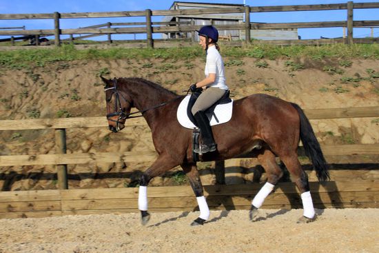 Allandro beim 2. Mal unter dem Reiter