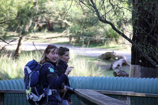 Komm doch mal endlich her und schau mal..... Da sind "Wildtiere"! 