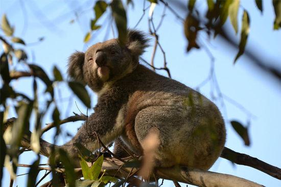 Immer diese Touristen hier im Koala Conservation Center..... Nie hat man seine Ruhe....