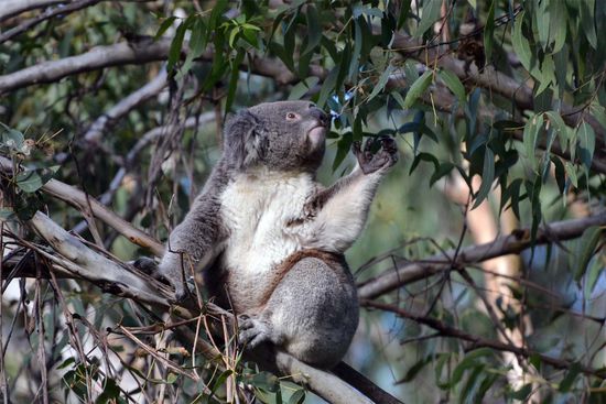 Mhh..... lecker Eykalyptus..... yammi