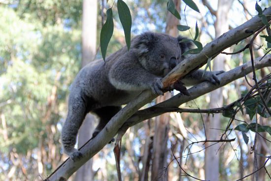 Ich bin dann mal weg.... Mist, für welchen Ast entscheide ich mich jetzt?
