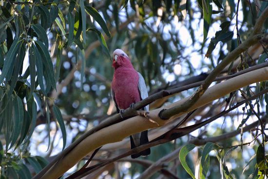 Huhu..... hier bin ich! - Immer bekommen nur die Koalas die Aufmerksamkeit. Dabei sitzen die doch nur den ganzen Tag herum. Ich gib hier wenigstens noch eine tolle Flugshow! - 
Ein Galah