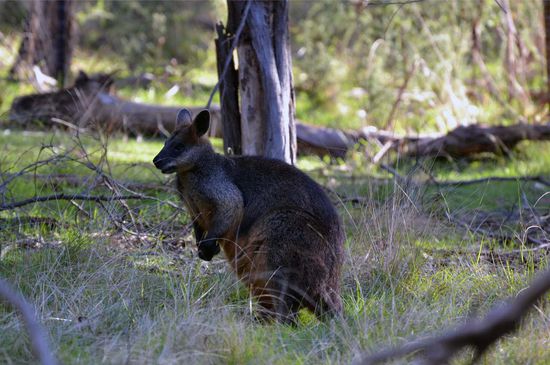 Ich bin auch noch da! Darf ich mich vorstellen? Mein Name ist Wallabi.
