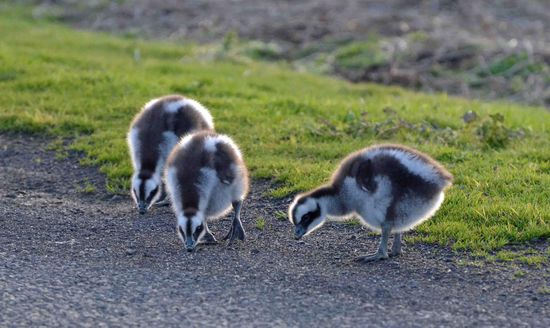 Sind die nicht fluffig? Küken mit ihren Eltern (die waren nicht ganz so interessant) am Straßenrand.