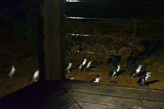 Schnell, schnell..... Bloß weg hier.... 
Zwerg-Pinguine (kleiner guter Taucher)