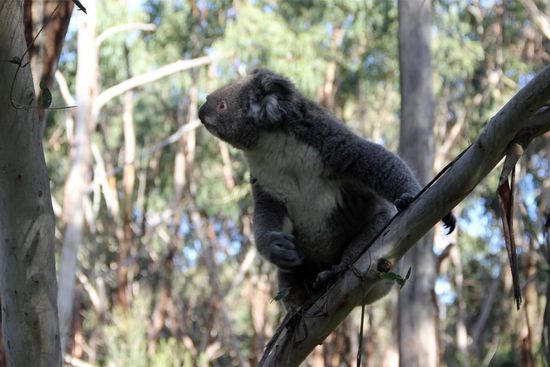 "Dabei bin ich doch sonst gar nicht so sportlich...." Noch sitzt er auf dem Ast, gleich aber....