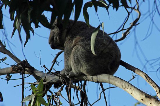"So.... jetzt hab ich aber genug von diesen Touris...." (Ein schöner Rücken kann auch entzücken.)