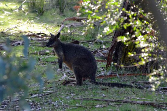 Und zur Abwechslung mal wieder ein Wallabi.