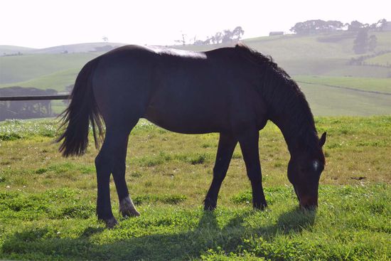 Dante, der Zuchthengst von der Farm. Hübsches Pferd, aber viel zu klein für Dressurpferde.