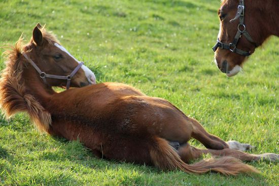 Muss ich jetzt wirklich aufstehen...? 
Insgesamt gibt es neun Fohlen auf der Farm, welche eher halbwild als an Menschen gewöhnt sind. Aber in den zwei Wochen hat sich El sehr liebevoll um sie gekümmert, weshalb sie mittlerweile doch gut zu händeln sind.